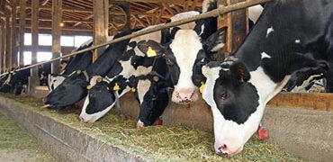 Feed Formulation Support