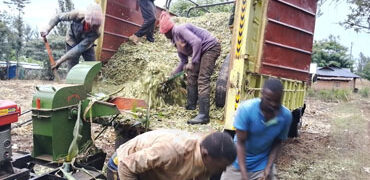 silage chopping