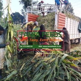 10 Tonnes Truck Full Corn Loose Silage