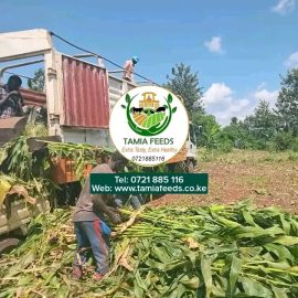 10 Tonnes Truck Non Full Corn Loose Silage