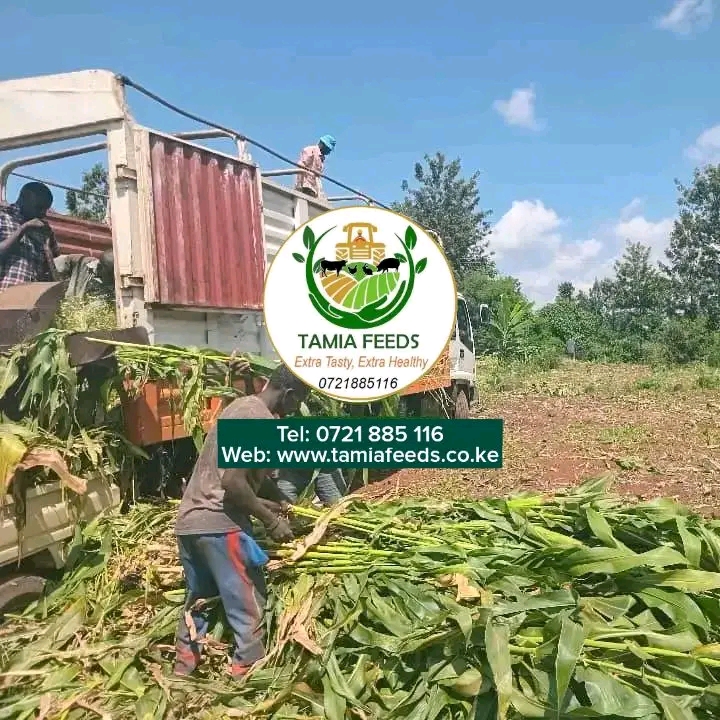 10 Tonnes Truck Non Full Corn Loose Silage