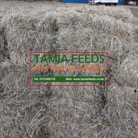 Quality Fresh Green Hay