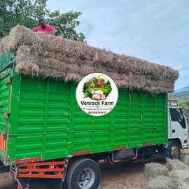 Freshly Baled Hay