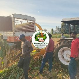 Unbaled Non-Full Corn Silage