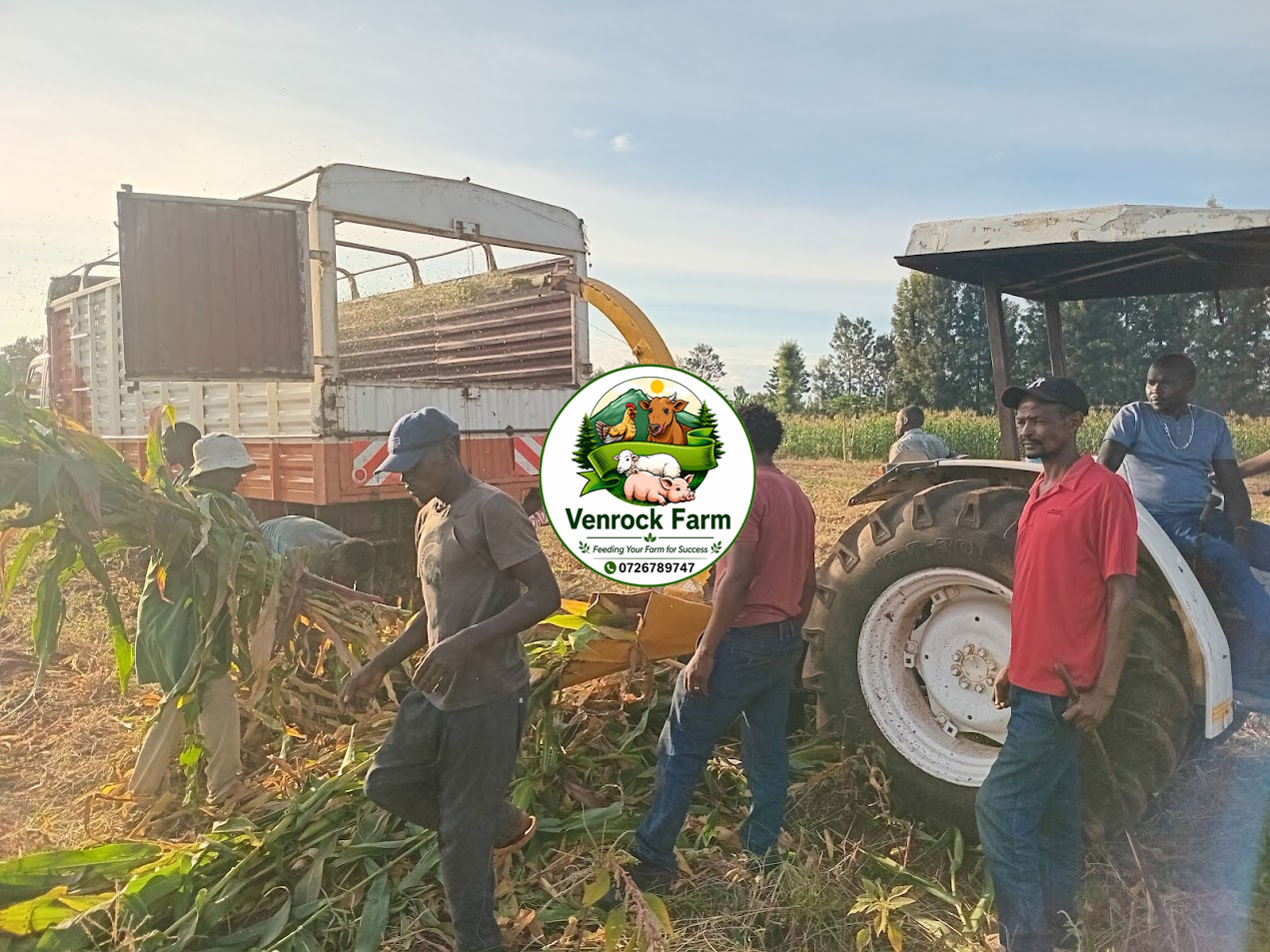 Unbaled Non-Full Corn Silage