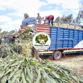 10 Tonnes Unbaled Full Corn Silage for Sale – KSh 85,000
