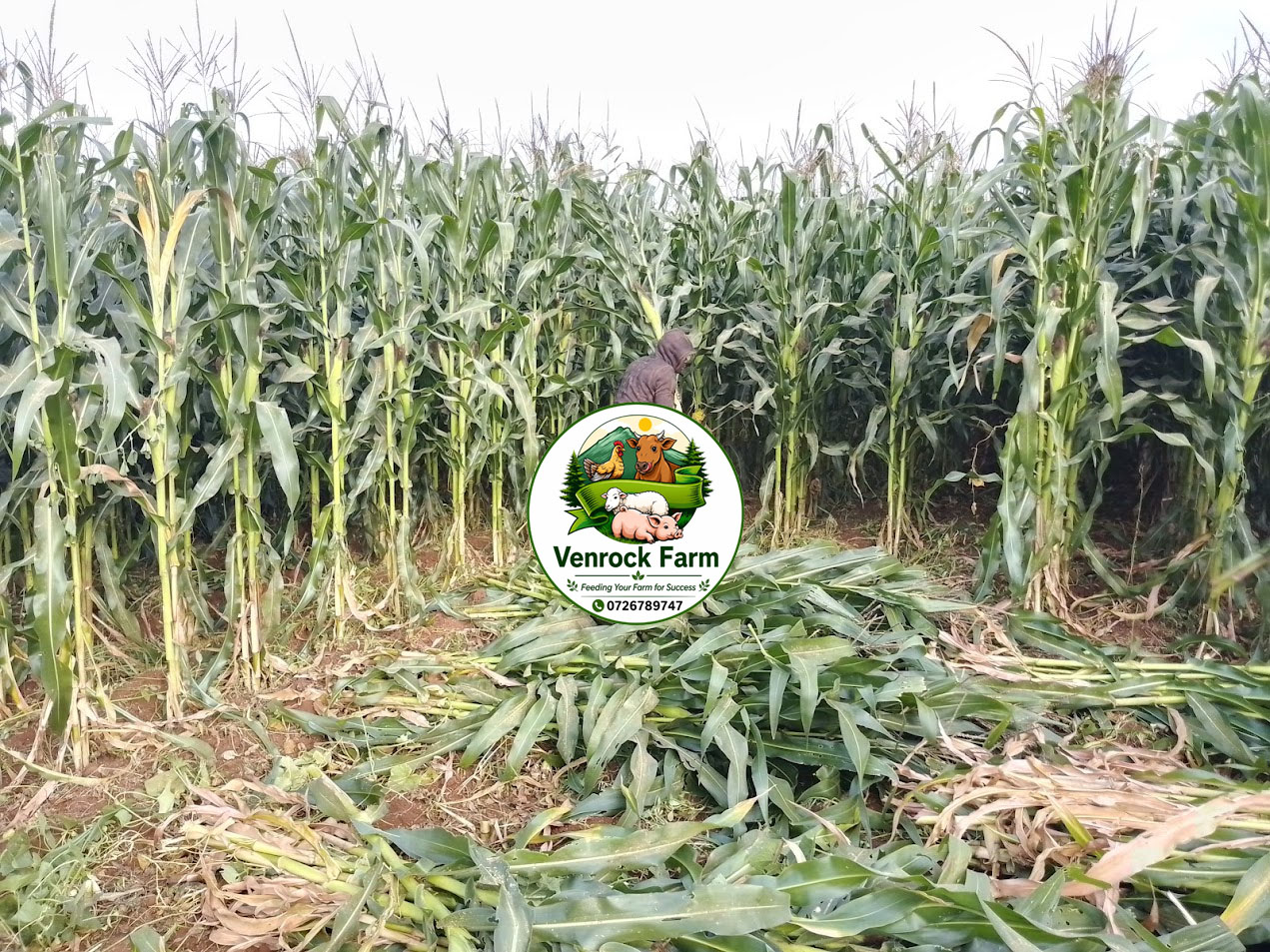 10 Tonnes Unbaled Full Corn Silage for Sale – KSh 85,000 - Image 3