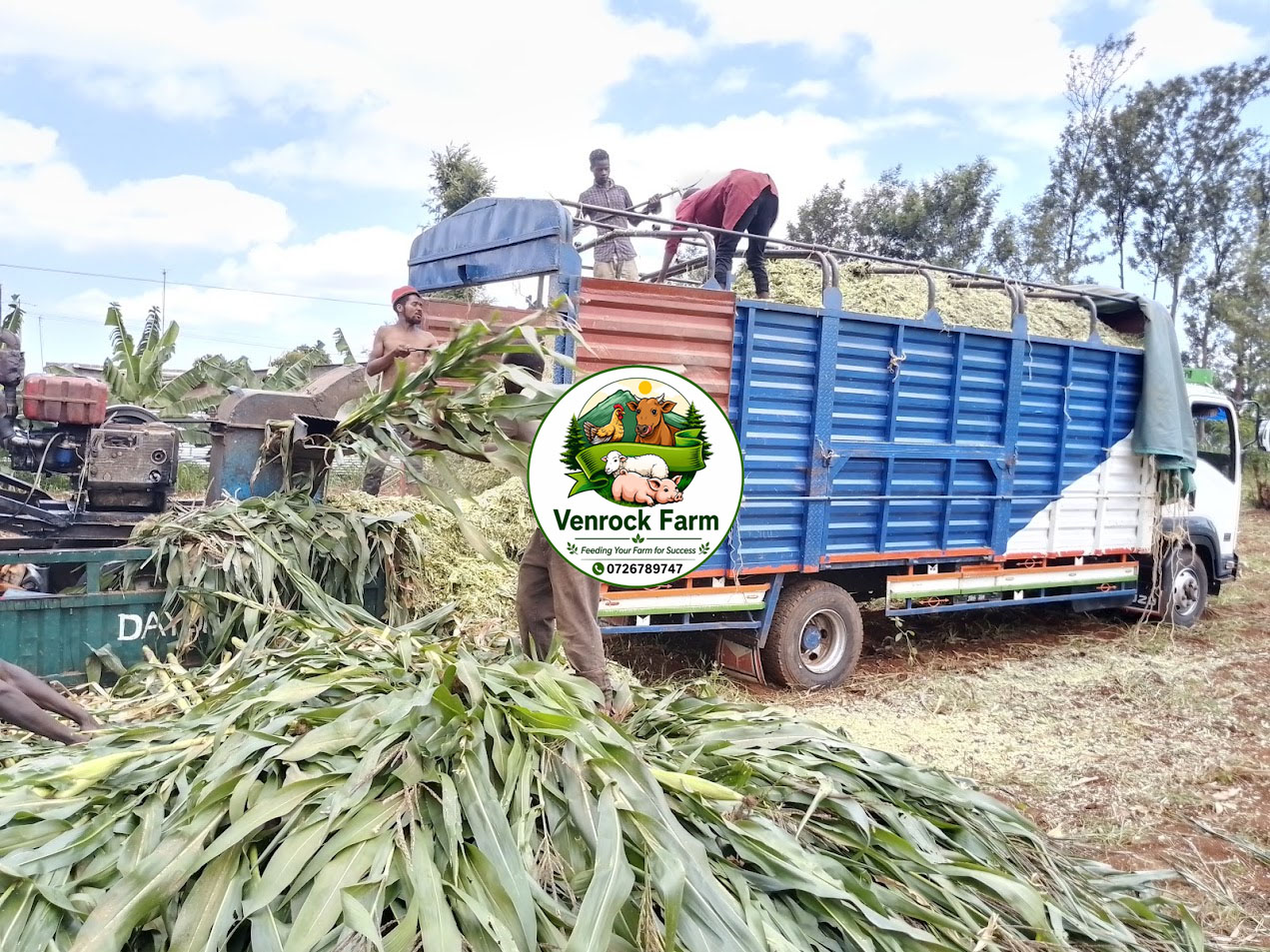 10 Tonnes Unbaled Full Corn Silage for Sale – KSh 85,000
