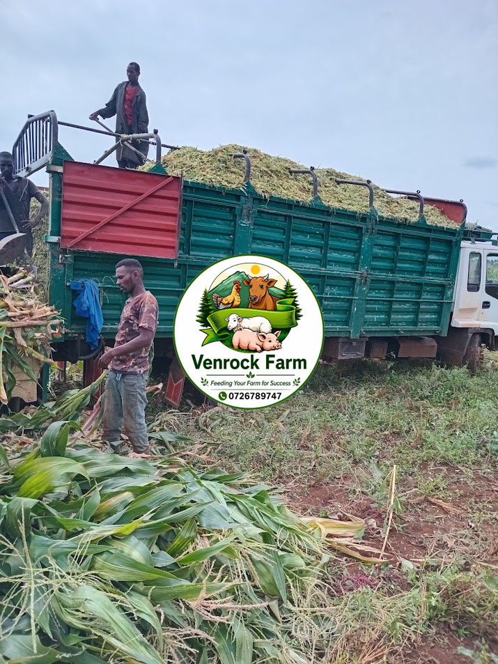 10 Tonnes Unbaled Full Corn Silage for Sale – KSh 85,000 - Image 4